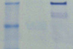 Protein Analysis Tools